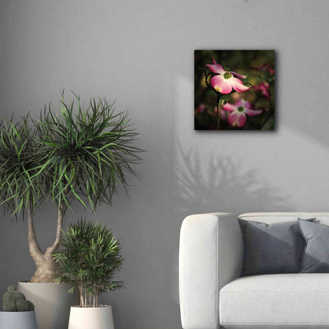 Image of 'Pink Dogwood II' by Debra Van Swearingen, Canvas Wall Art,18 x 18