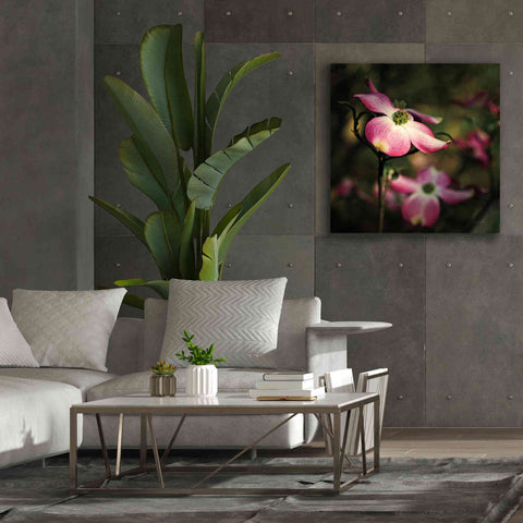 Image of 'Pink Dogwood II' by Debra Van Swearingen, Canvas Wall Art,37 x 37