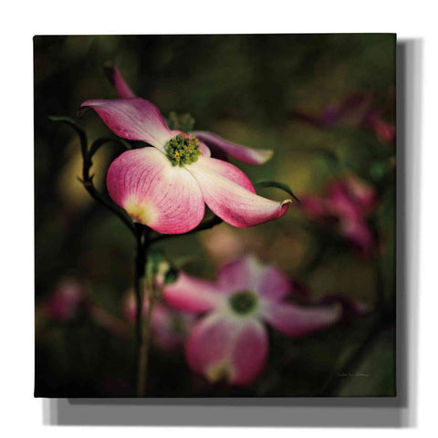 Image of 'Pink Dogwood II' by Debra Van Swearingen, Canvas Wall Art,12x12x1.1x0,18x18x1.1x0,26x26x1.74x0,37x37x1.74x0