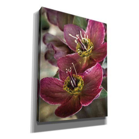 Image of 'Lenton Rose V' by Debra Van Swearingen, Canvas Wall Art,12x16x1.1x0,20x24x1.1x0,26x30x1.74x0,40x54x1.74x0