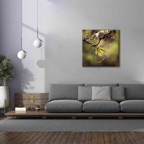 Image of 'Passion Flower Vine I' by Debra Van Swearingen, Canvas Wall Art,37 x 37