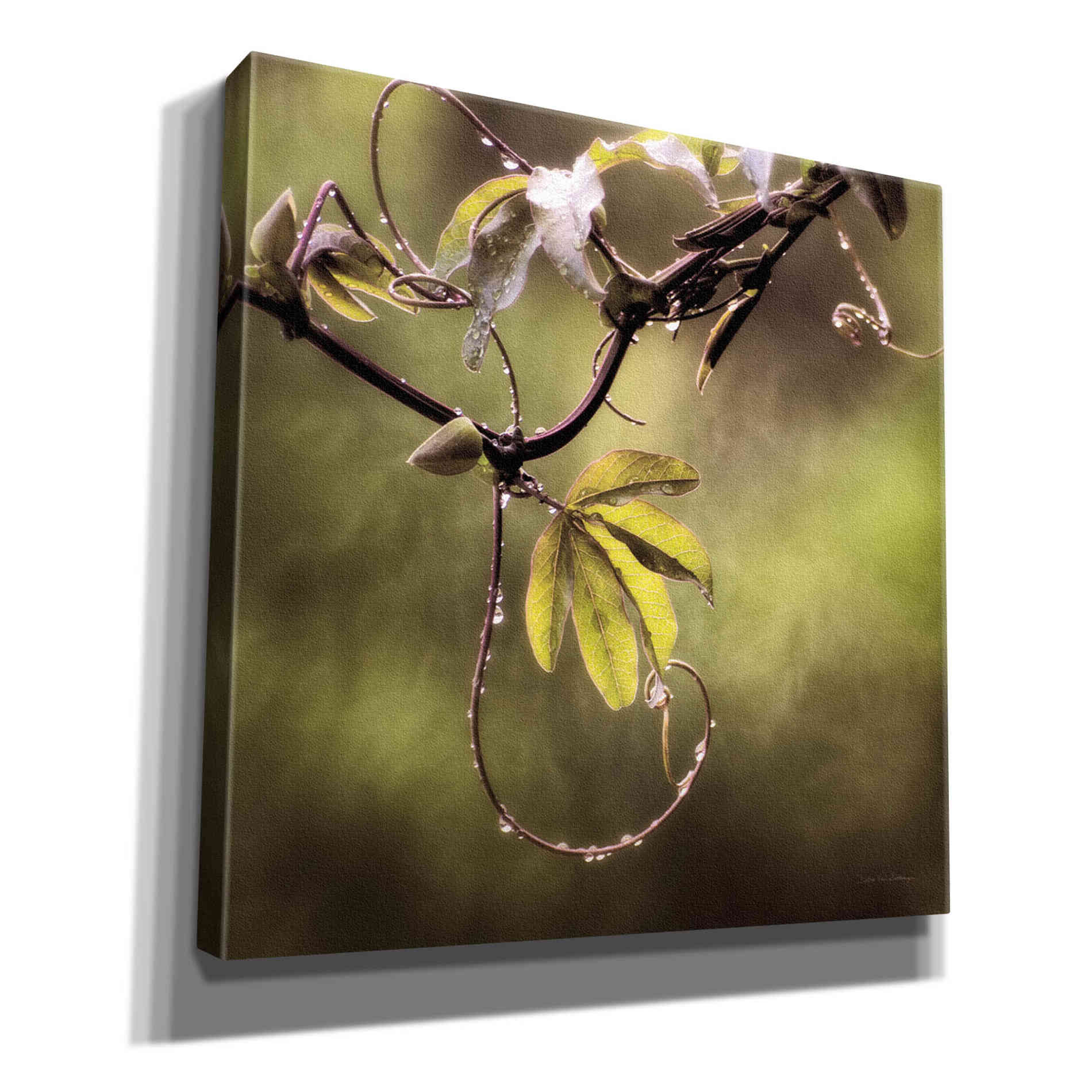 'Passion Flower Vine I' by Debra Van Swearingen, Canvas Wall Art,12x12x1.1x0,18x18x1.1x0,26x26x1.74x0,37x37x1.74x0