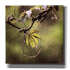 'Passion Flower Vine I' by Debra Van Swearingen, Canvas Wall Art,12x12x1.1x0,18x18x1.1x0,26x26x1.74x0,37x37x1.74x0