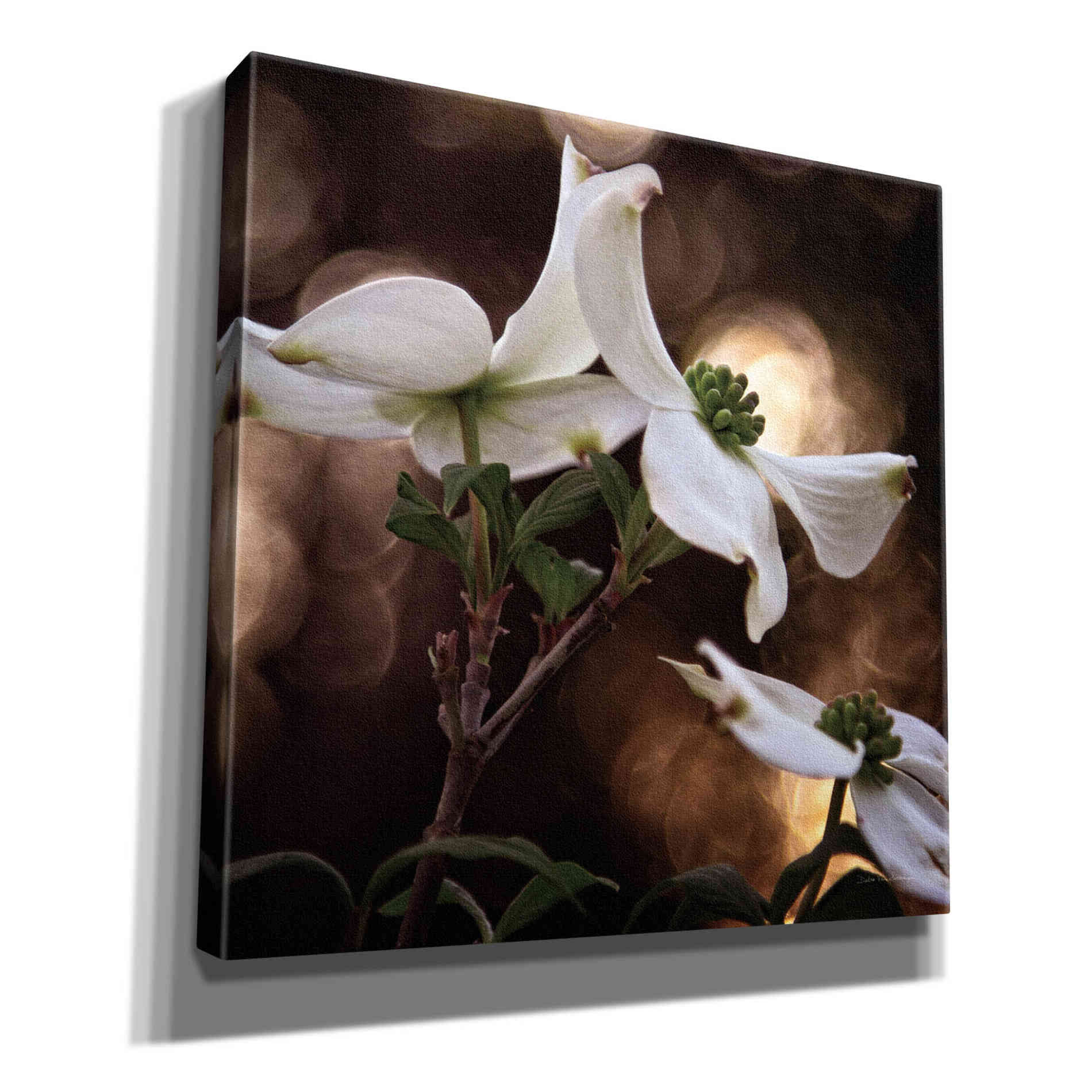 'White Dogwood I' by Debra Van Swearingen, Canvas Wall Art,12x12x1.1x0,18x18x1.1x0,26x26x1.74x0,37x37x1.74x0