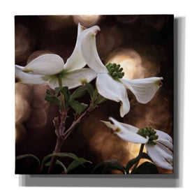 'White Dogwood I' by Debra Van Swearingen, Canvas Wall Art,12x12x1.1x0,18x18x1.1x0,26x26x1.74x0,37x37x1.74x0