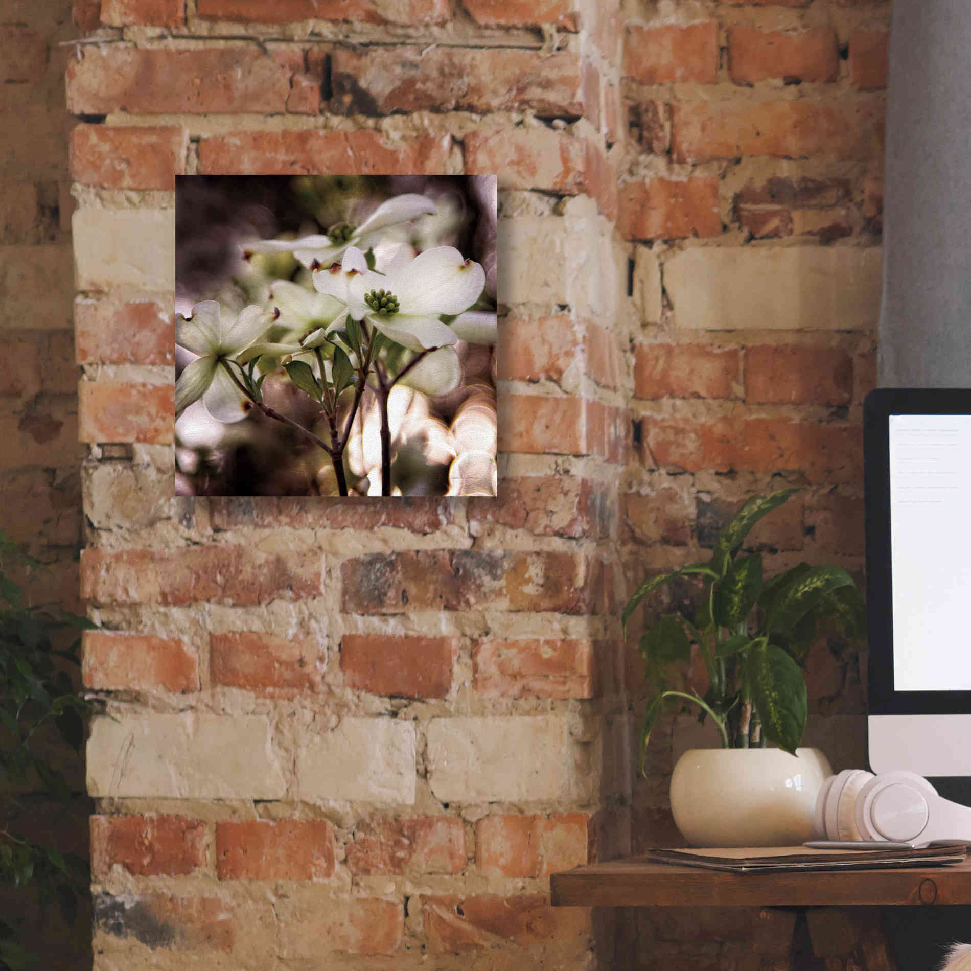 'White Dogwood II' by Debra Van Swearingen, Canvas Wall Art,12 x 12