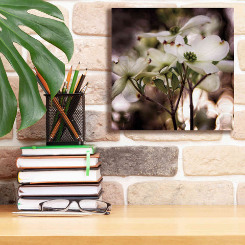 Image of 'White Dogwood II' by Debra Van Swearingen, Canvas Wall Art,12 x 12