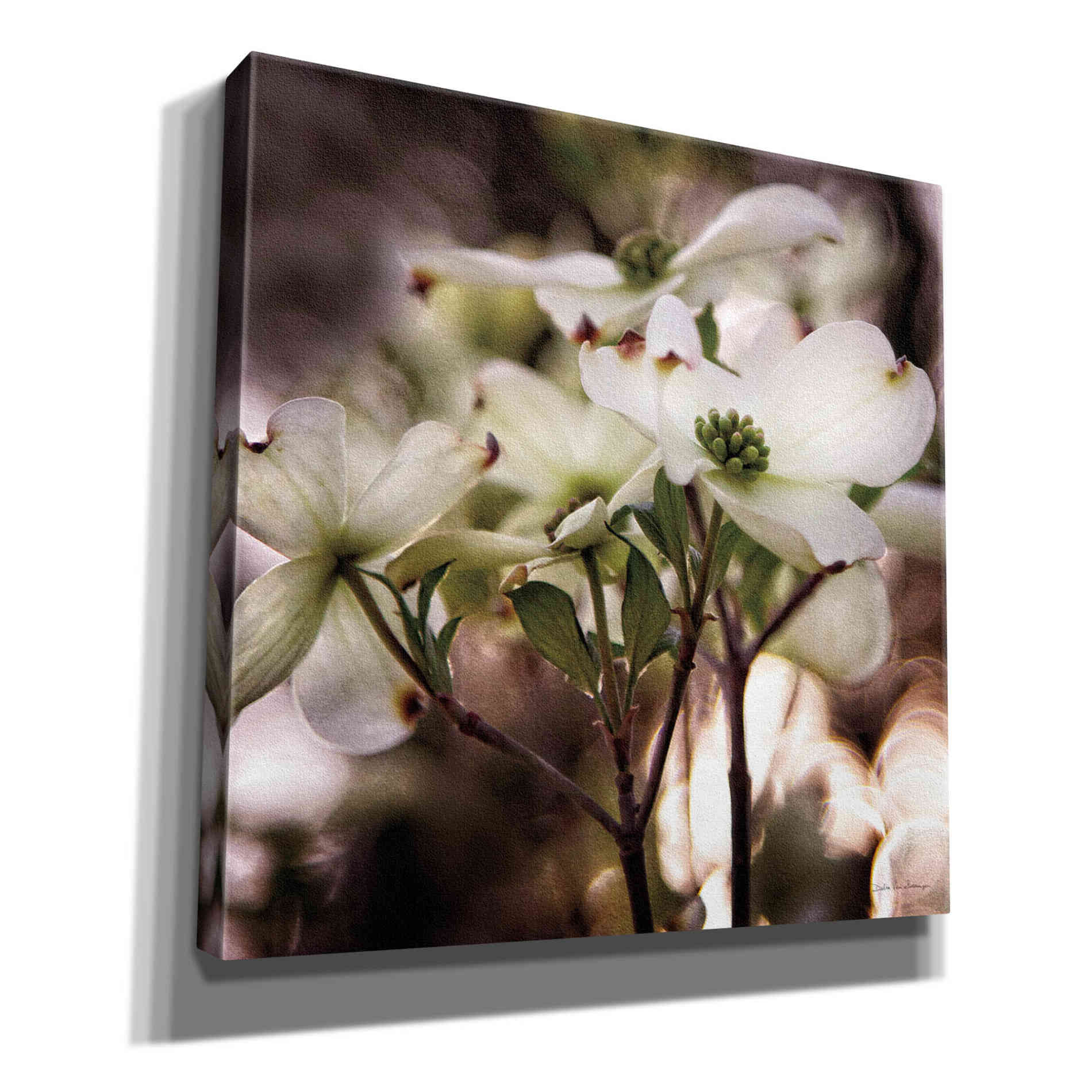 'White Dogwood II' by Debra Van Swearingen, Canvas Wall Art,12x12x1.1x0,18x18x1.1x0,26x26x1.74x0,37x37x1.74x0