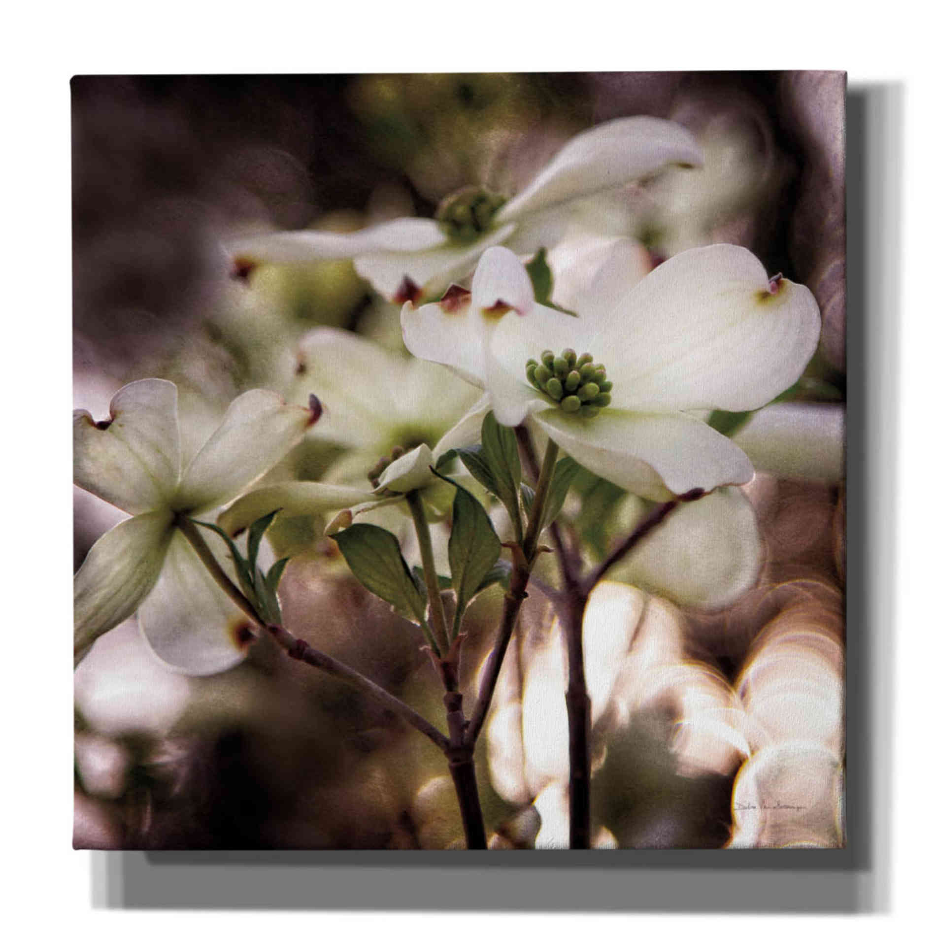 'White Dogwood II' by Debra Van Swearingen, Canvas Wall Art,12x12x1.1x0,18x18x1.1x0,26x26x1.74x0,37x37x1.74x0
