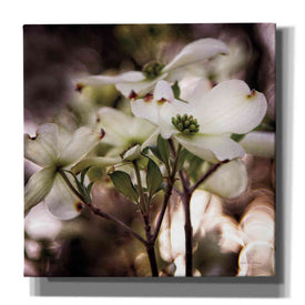 'White Dogwood II' by Debra Van Swearingen, Canvas Wall Art,12x12x1.1x0,18x18x1.1x0,26x26x1.74x0,37x37x1.74x0