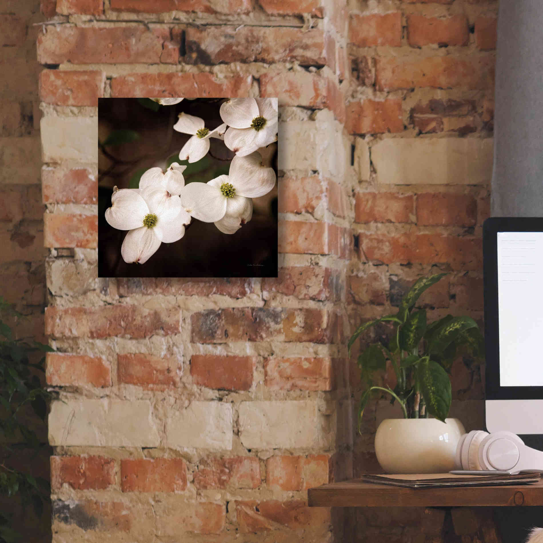 'White Dogwood III' by Debra Van Swearingen, Canvas Wall Art,12 x 12