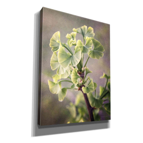 Image of 'Sprouting Ginkgo I' by Debra Van Swearingen, Canvas Wall Art,12x16x1.1x0,20x24x1.1x0,26x30x1.74x0,40x54x1.74x0