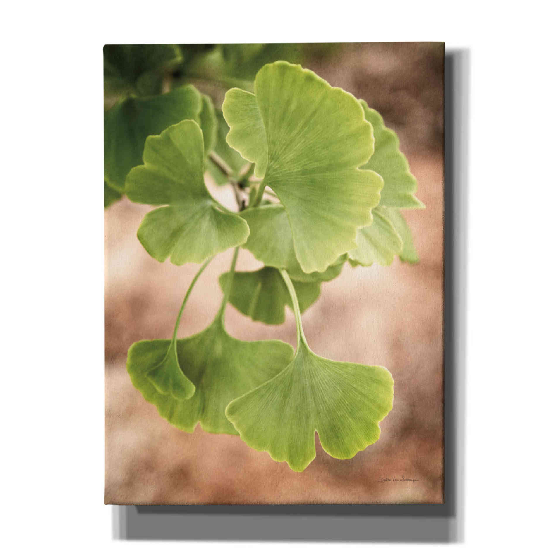 'Sprouting Ginkgo IV' by Debra Van Swearingen, Canvas Wall Art,12x16x1.1x0,20x24x1.1x0,26x30x1.74x0,40x54x1.74x0