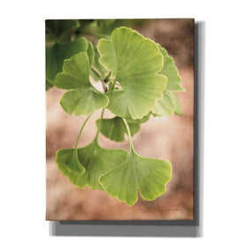 'Sprouting Ginkgo IV' by Debra Van Swearingen, Canvas Wall Art,12x16x1.1x0,20x24x1.1x0,26x30x1.74x0,40x54x1.74x0