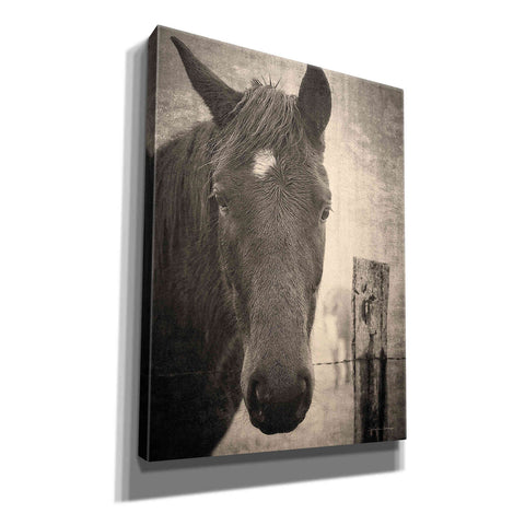 Image of 'Heres Looking at You I' by Debra Van Swearingen, Canvas Wall Art,12x16x1.1x0,18x26x1.1x0,26x34x1.74x0,40x54x1.74x0