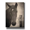 'Heres Looking at You I' by Debra Van Swearingen, Canvas Wall Art,12x16x1.1x0,18x26x1.1x0,26x34x1.74x0,40x54x1.74x0