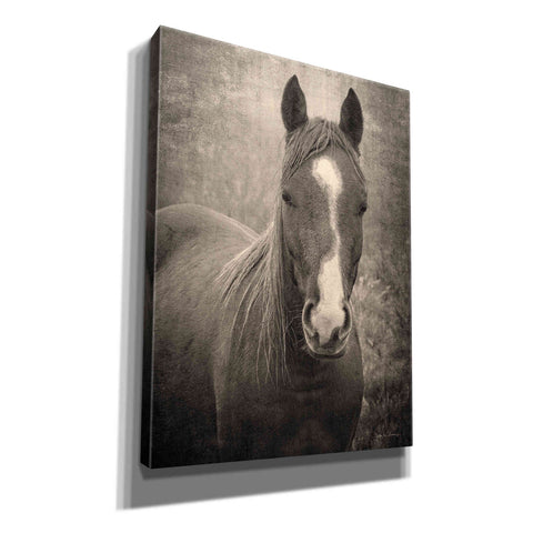 Image of 'Heres Looking at You II' by Debra Van Swearingen, Canvas Wall Art,12x16x1.1x0,18x26x1.1x0,26x34x1.74x0,40x54x1.74x0