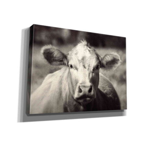 Image of 'Pasture Cow' by Debra Van Swearingen, Canvas Wall Art,16x12x1.1x0,24x20x1.1x0,30x26x1.74x0,54x40x1.74x0