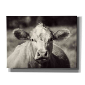 'Pasture Cow' by Debra Van Swearingen, Canvas Wall Art,16x12x1.1x0,24x20x1.1x0,30x26x1.74x0,54x40x1.74x0