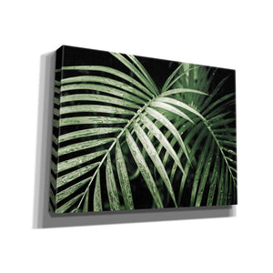 'Palm Fronds Green' by Debra Van Swearingen, Canvas Wall Art,16x12x1.1x0,26x18x1.1x0,34x26x1.74x0,54x40x1.74x0
