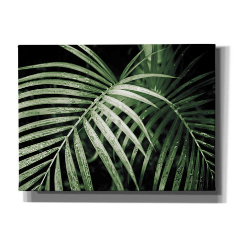 Image of 'Palm Fronds Green' by Debra Van Swearingen, Canvas Wall Art,16x12x1.1x0,26x18x1.1x0,34x26x1.74x0,54x40x1.74x0