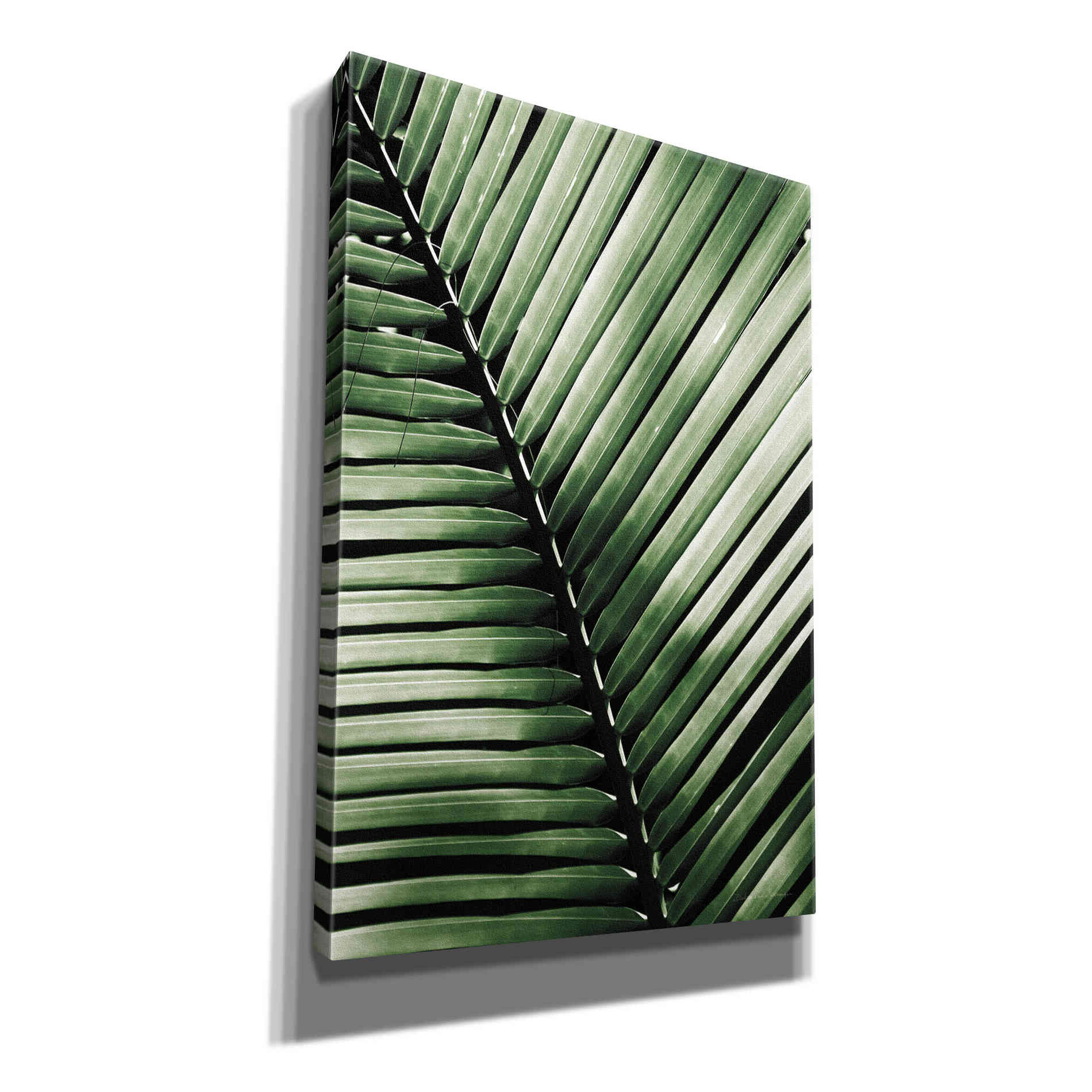 'Palm Frond I Green' by Debra Van Swearingen, Canvas Wall Art,12x18x1.1x0,18x26x1.1x0,26x40x1.74x0,40x60x1.74x0