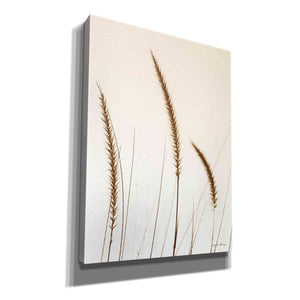 'Field Grasses IV Sepia' by Debra Van Swearingen, Canvas Wall Art,12x16x1.1x0,18x26x1.1x0,26x34x1.74x0,40x54x1.74x0