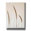 'Field Grasses IV Sepia' by Debra Van Swearingen, Canvas Wall Art,12x16x1.1x0,18x26x1.1x0,26x34x1.74x0,40x54x1.74x0