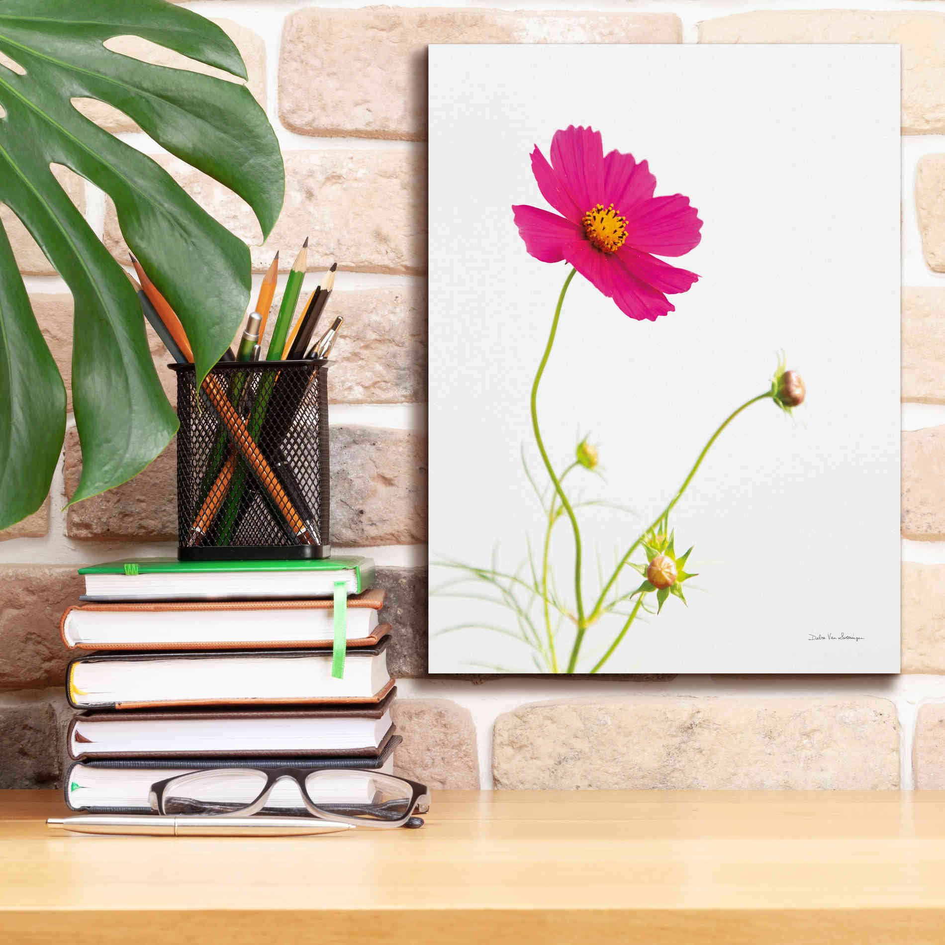 'Magenta Cosmos I' by Debra Van Swearingen, Canvas Wall Art,12 x 16