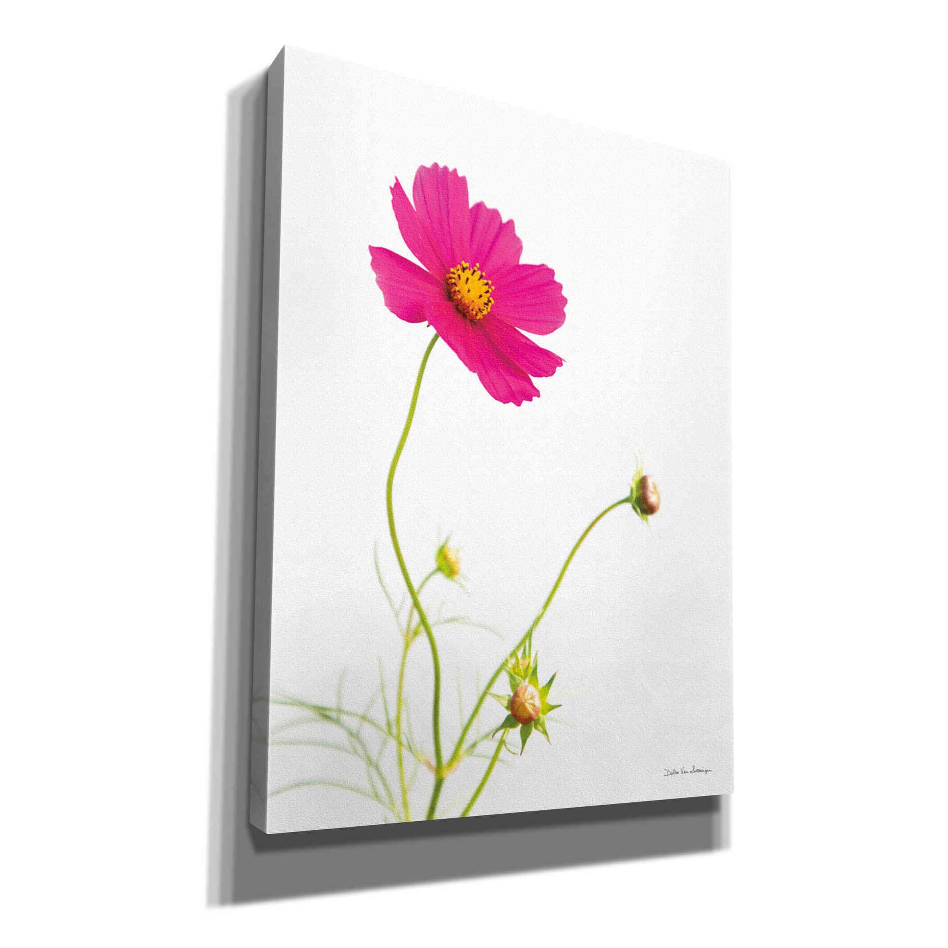 'Magenta Cosmos I' by Debra Van Swearingen, Canvas Wall Art,12x16x1.1x0,20x24x1.1x0,26x30x1.74x0,40x54x1.74x0