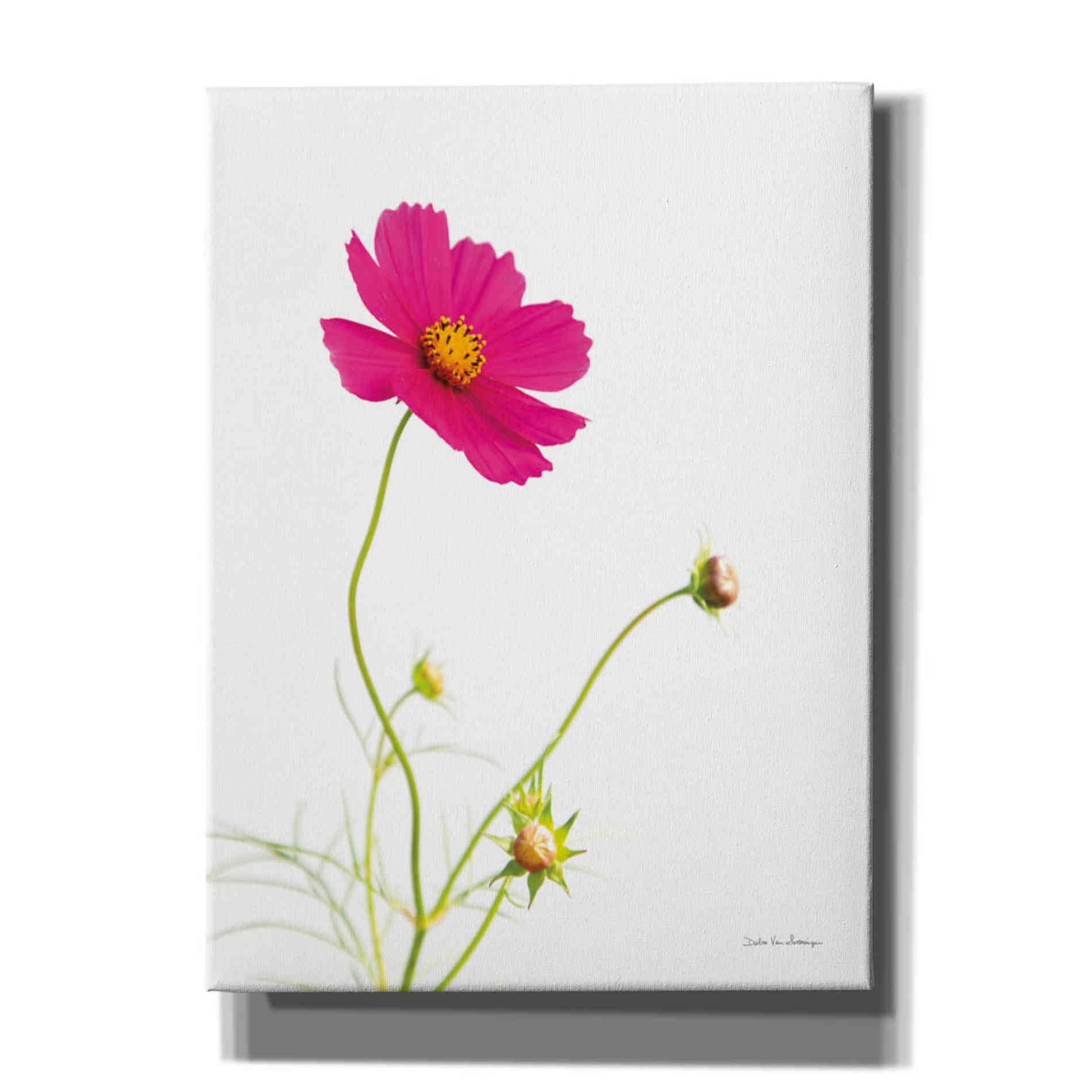 'Magenta Cosmos I' by Debra Van Swearingen, Canvas Wall Art,12x16x1.1x0,20x24x1.1x0,26x30x1.74x0,40x54x1.74x0