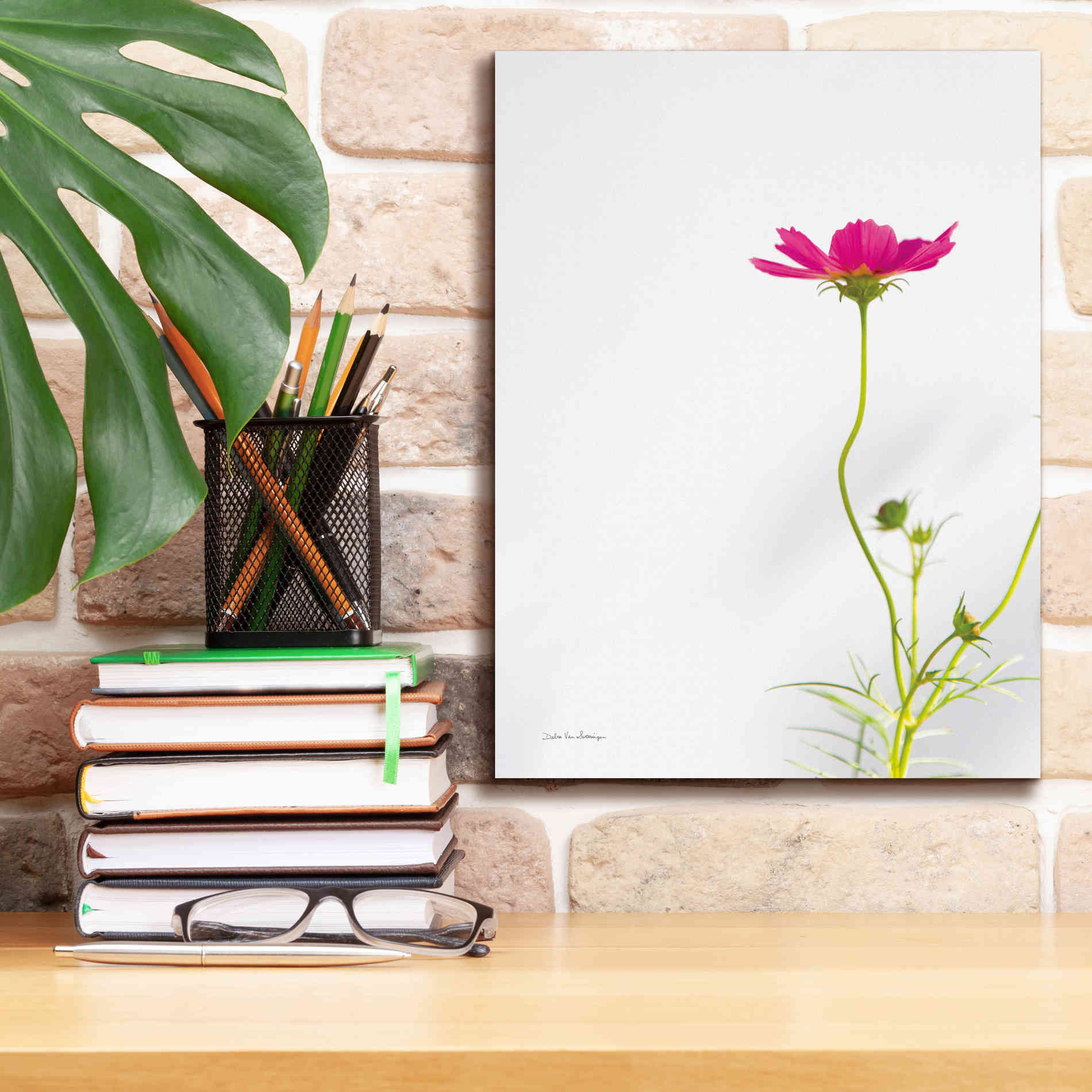 'Magenta Cosmos II' by Debra Van Swearingen, Canvas Wall Art,12 x 16