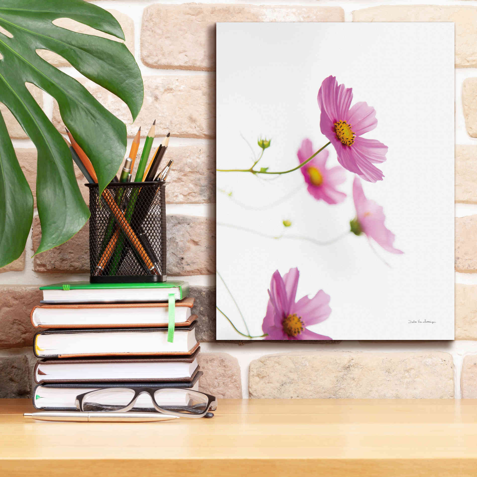 'Pale Cosmos I' by Debra Van Swearingen, Canvas Wall Art,12 x 16