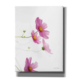 'Pale Cosmos I' by Debra Van Swearingen, Canvas Wall Art,12x16x1.1x0,20x24x1.1x0,26x30x1.74x0,40x54x1.74x0