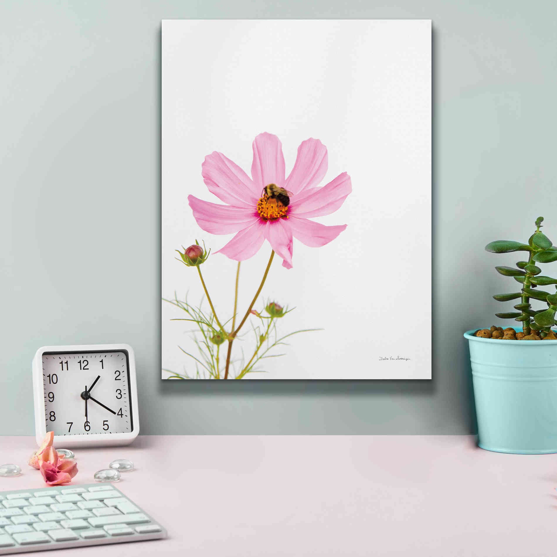 'Pale Cosmos II' by Debra Van Swearingen, Canvas Wall Art,12 x 16