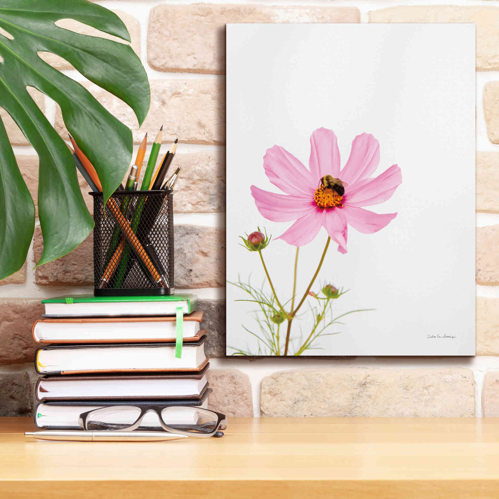 'Pale Cosmos II' by Debra Van Swearingen, Canvas Wall Art,12 x 16