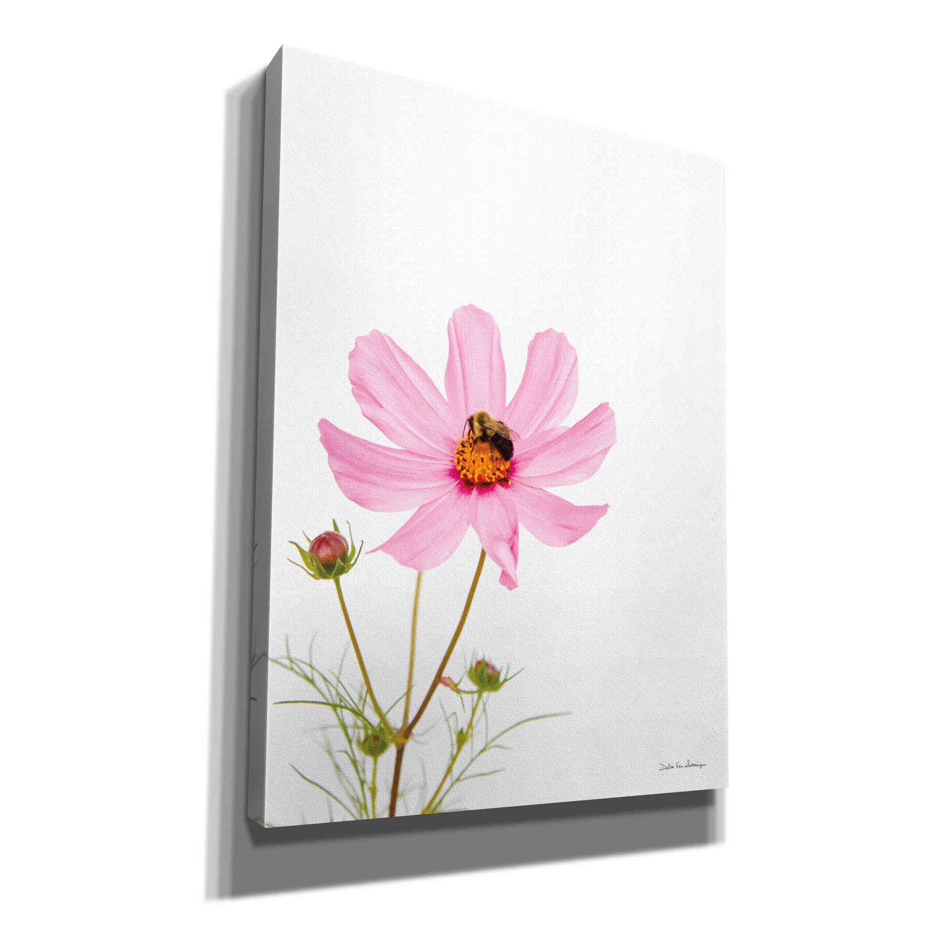 'Pale Cosmos II' by Debra Van Swearingen, Canvas Wall Art,12x16x1.1x0,20x24x1.1x0,26x30x1.74x0,40x54x1.74x0