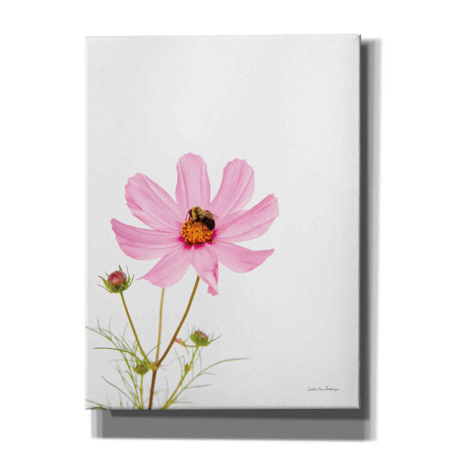 'Pale Cosmos II' by Debra Van Swearingen, Canvas Wall Art,12x16x1.1x0,20x24x1.1x0,26x30x1.74x0,40x54x1.74x0