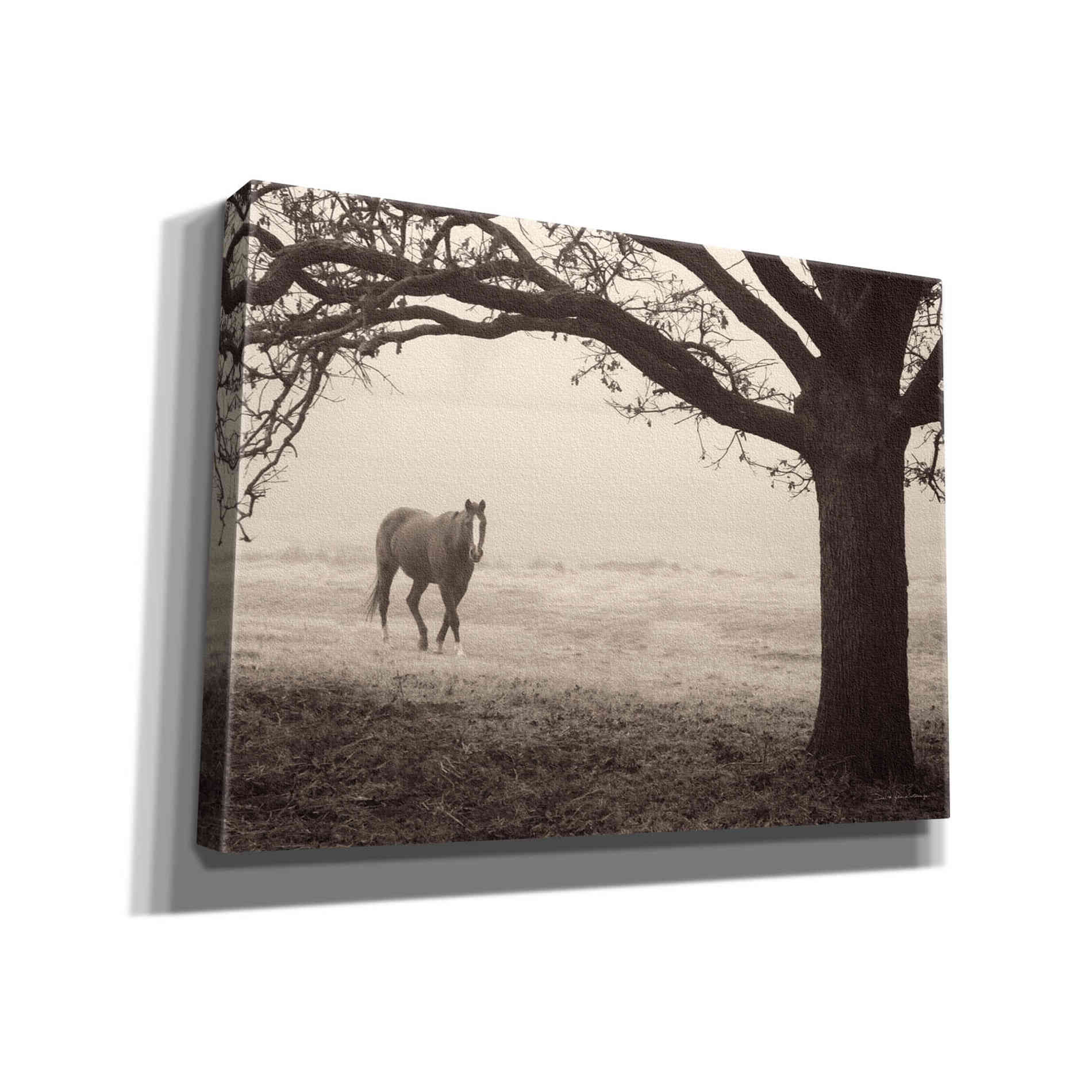 'Hazy Horse I' by Debra Van Swearingen, Canvas Wall Art,16x12x1.1x0,26x18x1.1x0,34x26x1.74x0,54x40x1.74x0