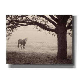 'Hazy Horse I' by Debra Van Swearingen, Canvas Wall Art,16x12x1.1x0,26x18x1.1x0,34x26x1.74x0,54x40x1.74x0