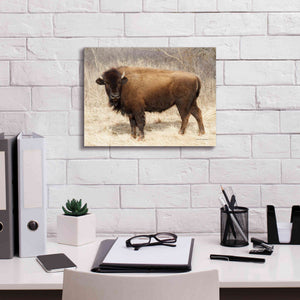 'American Bison I' by Debra Van Swearingen, Canvas Wall Art,16 x 12