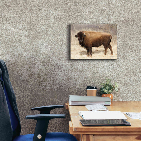 Image of 'American Bison I' by Debra Van Swearingen, Canvas Wall Art,16 x 12