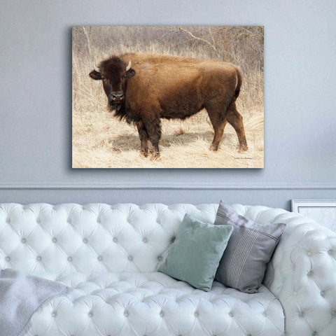 Image of 'American Bison I' by Debra Van Swearingen, Canvas Wall Art,54 x 40