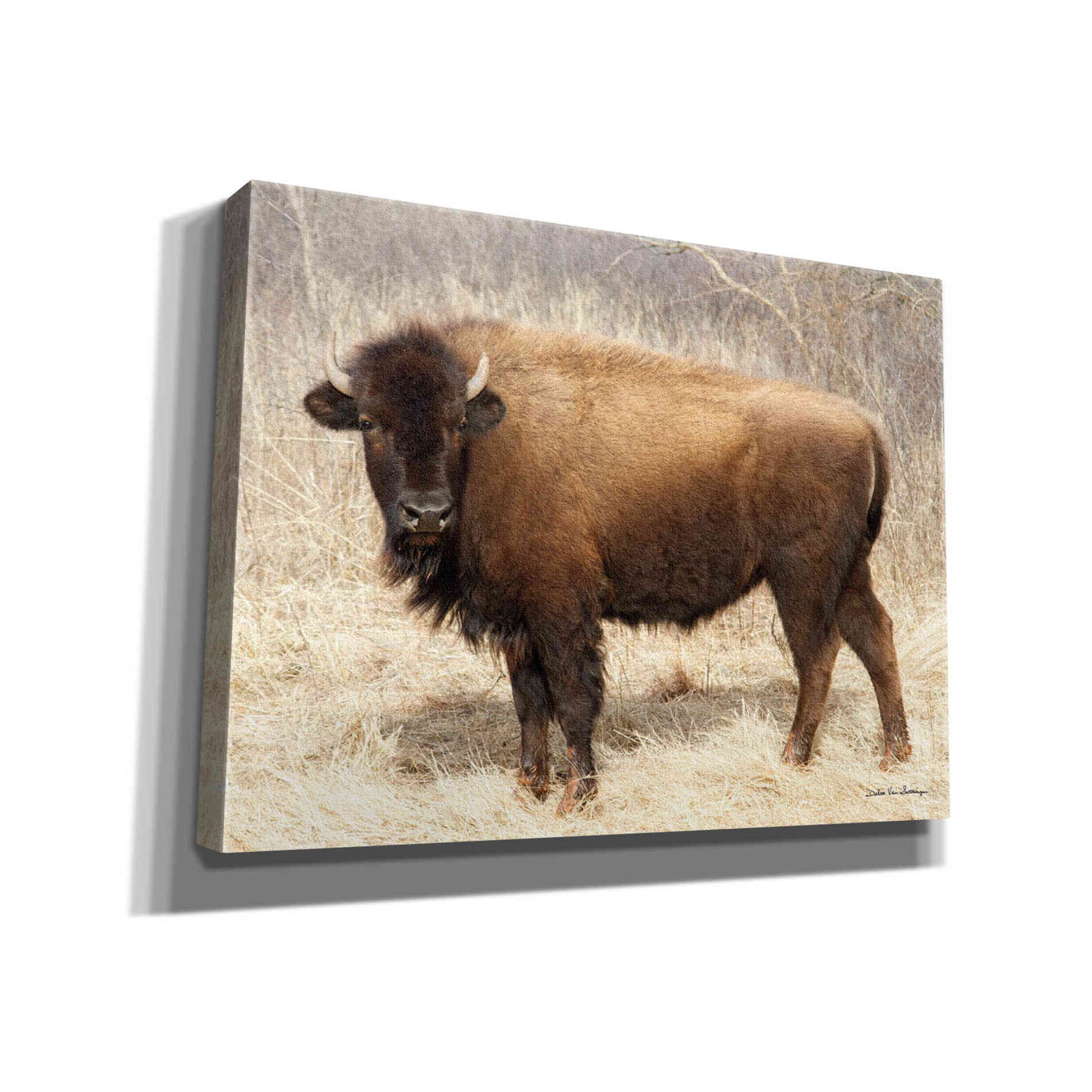 'American Bison I' by Debra Van Swearingen, Canvas Wall Art,16x12x1.1x0,26x18x1.1x0,34x26x1.74x0,54x40x1.74x0
