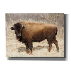 'American Bison I' by Debra Van Swearingen, Canvas Wall Art,16x12x1.1x0,26x18x1.1x0,34x26x1.74x0,54x40x1.74x0