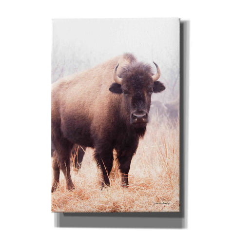 Image of 'American Bison V' by Debra Van Swearingen, Canvas Wall Art,12x18x1.1x0,18x26x1.1x0,26x40x1.74x0,40x60x1.74x0