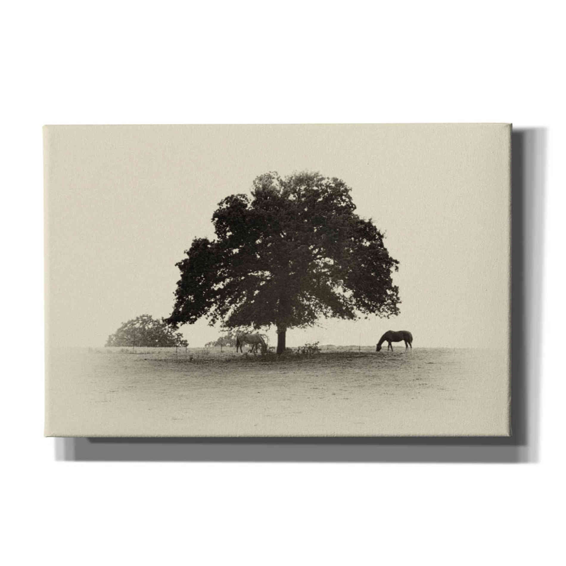 'Horses and Trees I' by Debra Van Swearingen, Canvas Wall Art,18x12x1.1x0,26x18x1.1x0,40x26x1.74x0,60x40x1.74x0