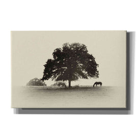 'Horses and Trees I' by Debra Van Swearingen, Canvas Wall Art,18x12x1.1x0,26x18x1.1x0,40x26x1.74x0,60x40x1.74x0