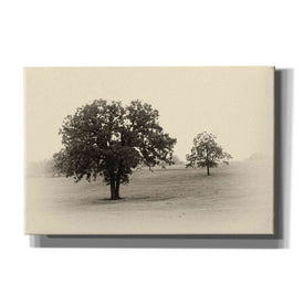 'Horses and Trees II' by Debra Van Swearingen, Canvas Wall Art,18x12x1.1x0,26x18x1.1x0,40x26x1.74x0,60x40x1.74x0