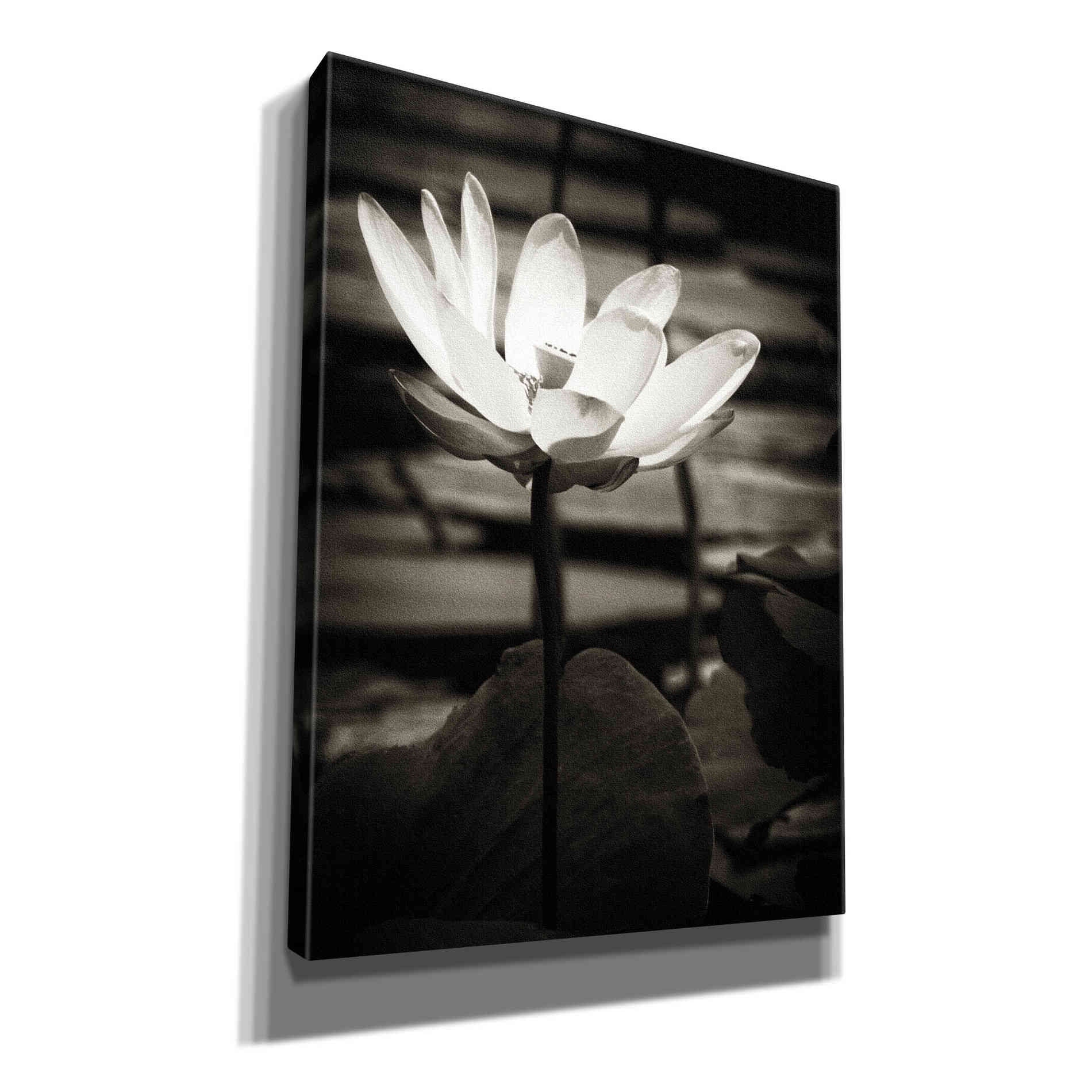 'Lotus Flower VIII' by Debra Van Swearingen, Canvas Wall Art,12x16x1.1x0,18x26x1.1x0,26x34x1.74x0,40x54x1.74x0